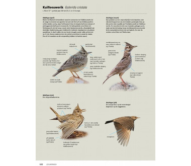 knnv_uitgeverij_veldgids_handboek_europese_vogels_set_(deel_1_en_2)[3].jpg